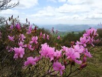 今朝の気温16℃　トウゴクミツバツツジ開花