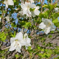 シロヤシオ　開花