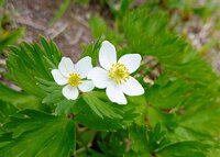 ハクサンイチゲ開花