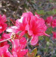 ヤマツツジ開花