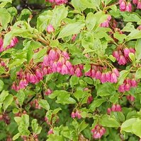 ベニサラサドウダン開花