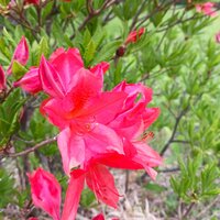 レンゲツツジ開花