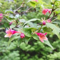 ベニバナノツクバネウツギ開花
