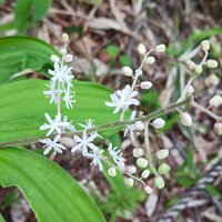 ハルナユキザサ開花