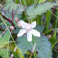ミヤマニガイチゴ開花