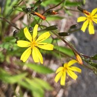ニガナ開花