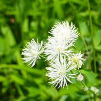 カラマツソウが一気に見頃を迎えました！