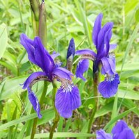 アヤメ開花