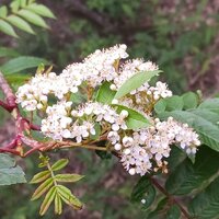 ナナカマド開花