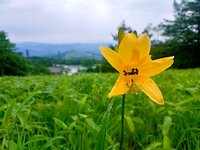 ニッコウキスゲ開花　見頃はまだ先です。