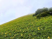 開花情報　7/4　900段付近