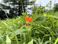 今朝の気温16℃　クルマユリ開花