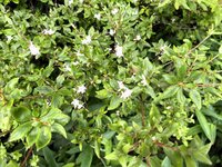 コメツツジ開花