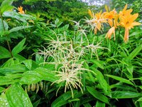 今朝の気温16℃　ヤマブキショウマ開花