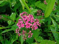 今朝の気温16℃　シモツケ開花