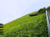 開花情報　7/6　900段付近　満開