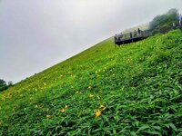 開花情報　7/9　900段付近　折返しも近いです