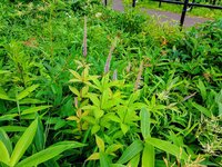 今朝の気温24℃　クガイソウ開花