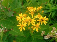 今朝の気温25℃　キオン開花