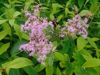 シモツケソウ開花