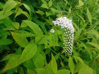 オカトラノオ開花