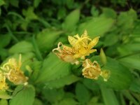 今朝の気温20℃　タマガワホトトギス開花