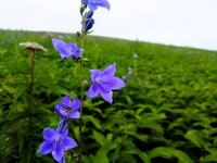 今朝の気温20℃　ソバナ開花
