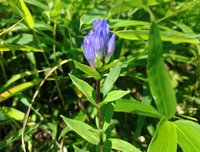 オヤマリンドウ開花