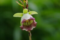 ツルニンジン開花