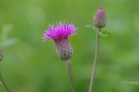 タムラソウ開花