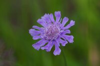 マツムシソウ開花