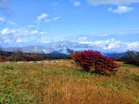 今朝の気温15℃　ツツジの紅葉